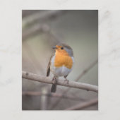 Robin Bird Wildlife Foto Briefkaart (Voorkant)