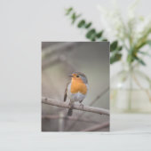 Robin Bird Wildlife Foto Briefkaart (Staand voorkant)