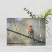 Robin Bird Wildlife-fotokaart (Staand voorkant)
