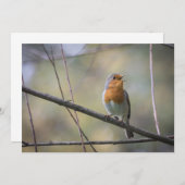 Robin Bird Wildlife-fotokaart (Voorkant / Achterkant)