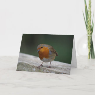 Robin Birthday Kaart