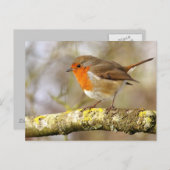 Robin Briefkaart (Voorkant / Achterkant)