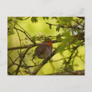 Robin Briefkaart