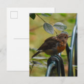 Robin Briefkaart (Voorkant / Achterkant)