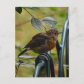 Robin Briefkaart (Voorkant)