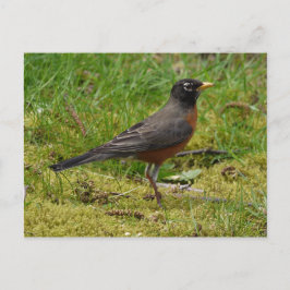Robin Briefkaart