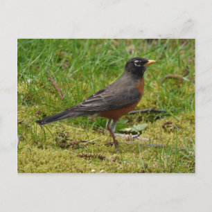 Robin Briefkaart