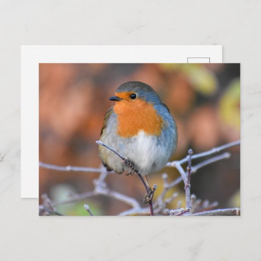 Robin Briefkaart (Voorkant / Achterkant)