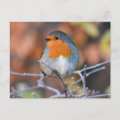 Robin Briefkaart (Voorkant)