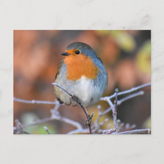 Robin Briefkaart (Voorkant)