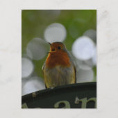 Robin Briefkaart (Voorkant)