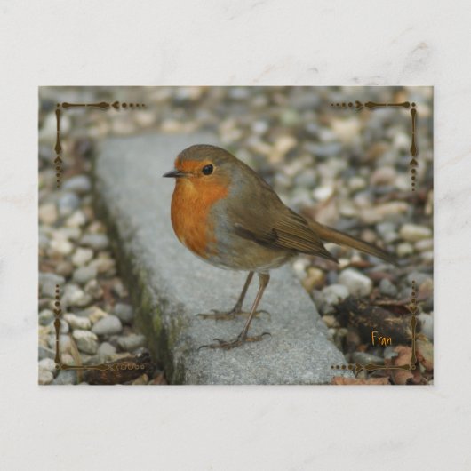 robin briefkaart (Voorkant)