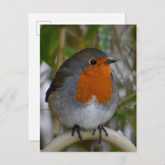 Robin Briefkaart (Voorkant / Achterkant)