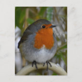 Robin Briefkaart (Voorkant)