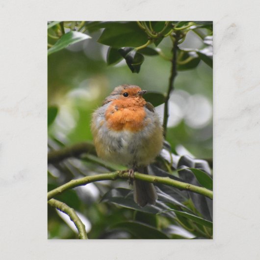 Robin Briefkaart (Voorkant)