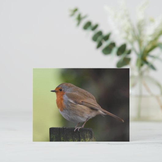 Robin Briefkaart (Staand voorkant)