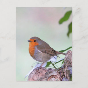 Robin Briefkaart