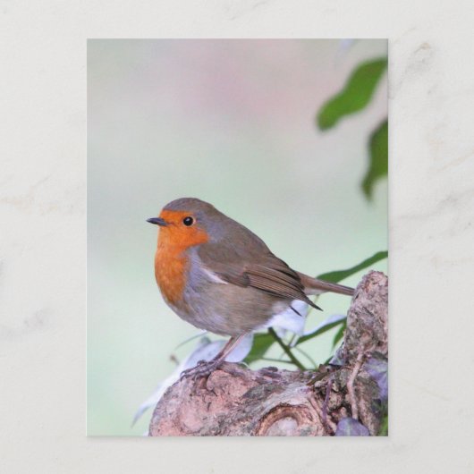 Robin Briefkaart (Voorkant)