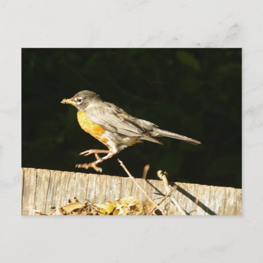 Robin briefkaart (Voorkant)