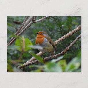 Robin Briefkaart