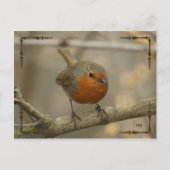 robin briefkaart (Voorkant)