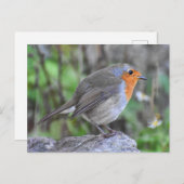 Robin Briefkaart (Voorkant / Achterkant)