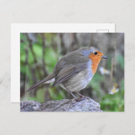 Robin Briefkaart (Voorkant / Achterkant)