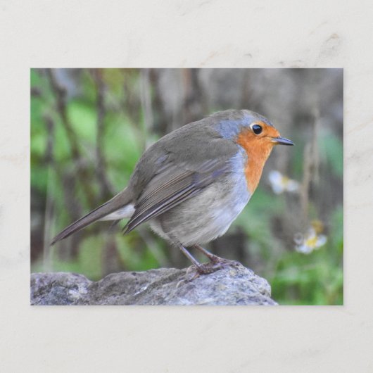 Robin Briefkaart (Voorkant)