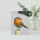 Robin Briefkaart (Staand voorkant)