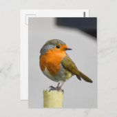 Robin Briefkaart (Voorkant / Achterkant)