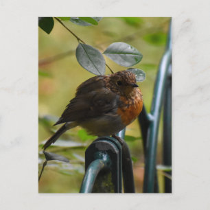 Robin Briefkaart