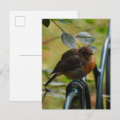 Robin Briefkaart (Voorkant / Achterkant)