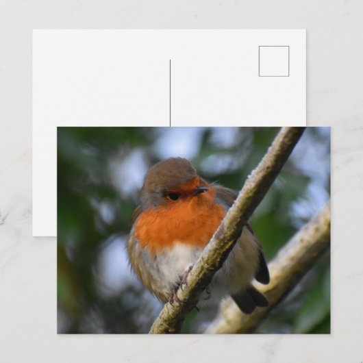 Robin Briefkaart (Voorkant / Achterkant)