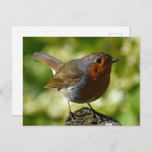 Robin Briefkaart (Voorkant / Achterkant)