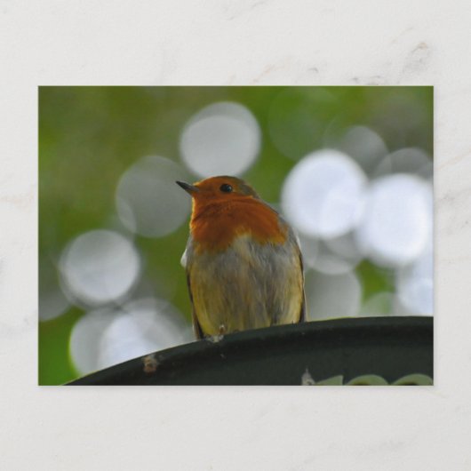 Robin Briefkaart (Voorkant)