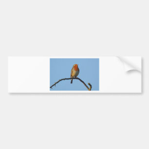 Robin Bumpersticker