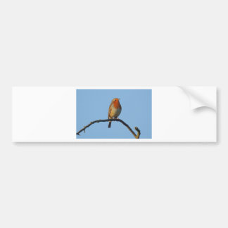 Robin Bumpersticker