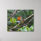 Robin Canvas Afdruk (Voorkant)