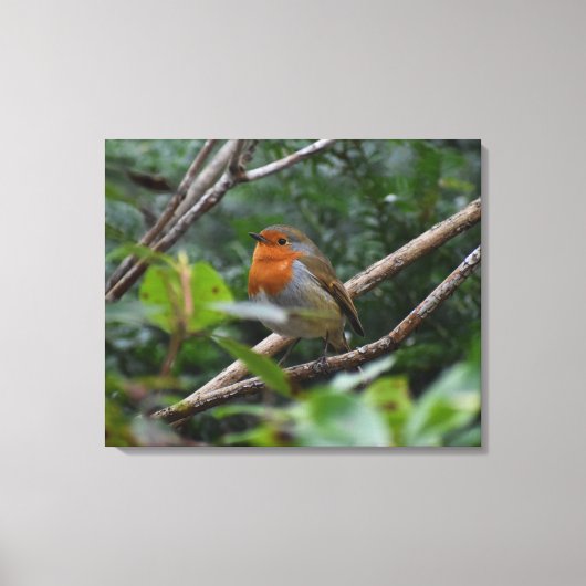 Robin Canvas Afdruk (Voorkant)