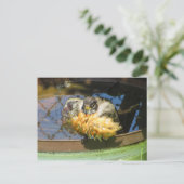 Robin die Bath Briefkaart (Staand voorkant)
