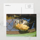 Robin die Bath Briefkaart (Voorkant / Achterkant)
