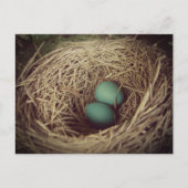 Robin Eggs in a Nest Briefkaart (Voorkant)
