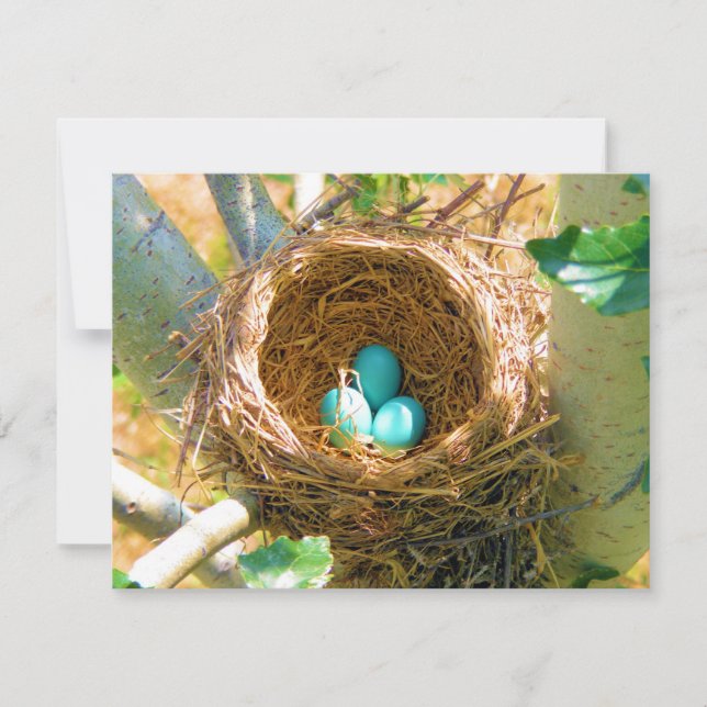 Robin Eggs in een backyard Tree Nest (Voorkant)