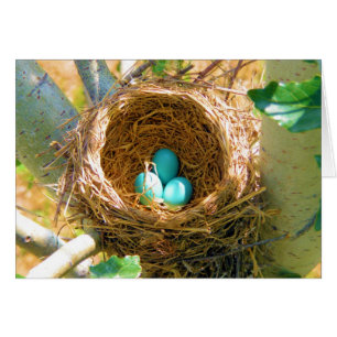 Robin Eggs in een backyard Tree Nest