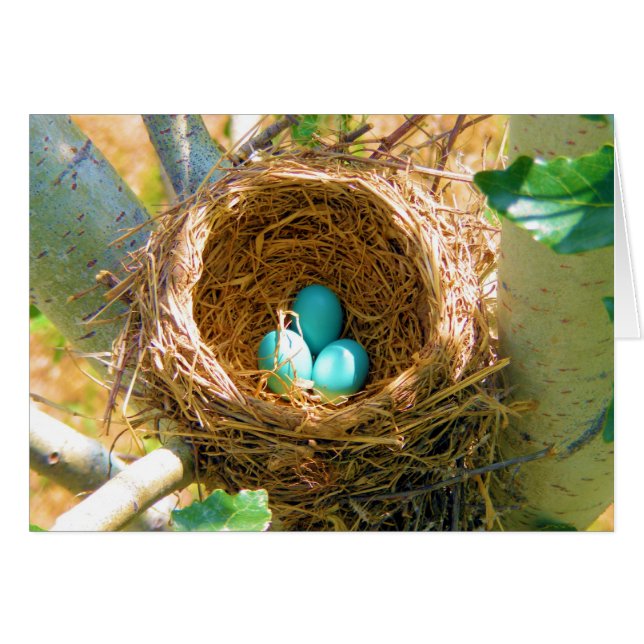 Robin Eggs in een backyard Tree Nest (Voorkant Horizontaal)