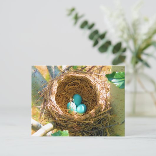 Robin Eggs in een backyard Tree Nest Briefkaart (Staand voorkant)