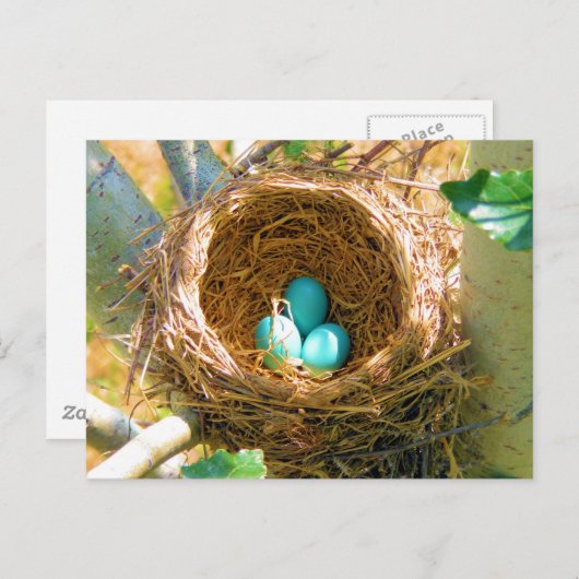 Robin Eggs in een backyard Tree Nest Briefkaart (Voorkant / Achterkant)