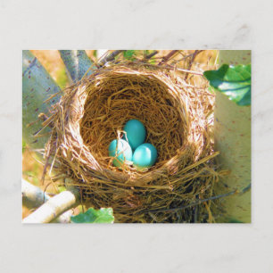 Robin Eggs in een backyard Tree Nest Briefkaart