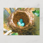 Robin Eggs in een backyard Tree Nest Briefkaart (Voorkant)