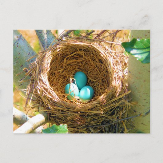 Robin Eggs in een backyard Tree Nest Briefkaart (Voorkant)